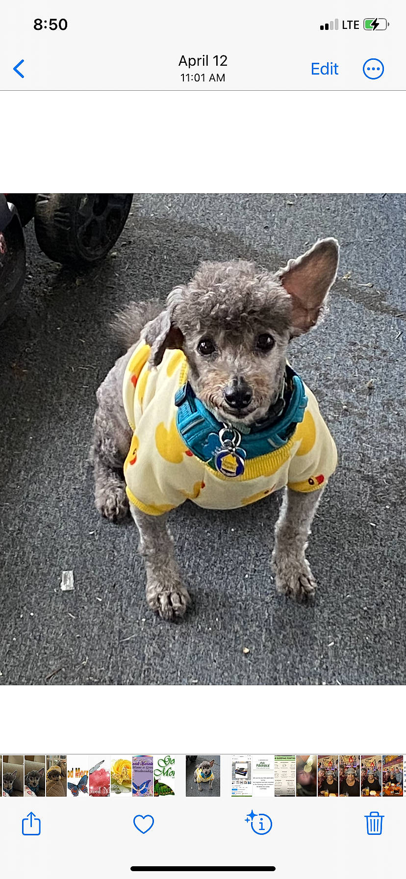 Pepper is registered to the contest to win money with this photo: asphalt, automotive_tire, canidae, carnivore, collar, companion_dog, dog, dog_breed, dog_clothes, dog_supply, grey, paw, road_surface, snout, sporting_group, terrestrial_animal, tire, toy_dog, wheel, working_animal