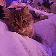 Chachounet a rejoint le concours — aidez-le/la à gagner de superbes lots ! abyssinian, angora, animal, bed, bedroom, blanket, cat, cushion, electronics, furniture, homedecor, indoors, kitten, manx, mobilephone, pet, phone, purple, quilt, room