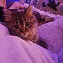 abyssinian, angora, animal, bed, bedroom, blanket, cat, cushion, electronics, furniture, homedecor, indoors, kitten, manx, mobilephone, pet, phone, purple, quilt, room