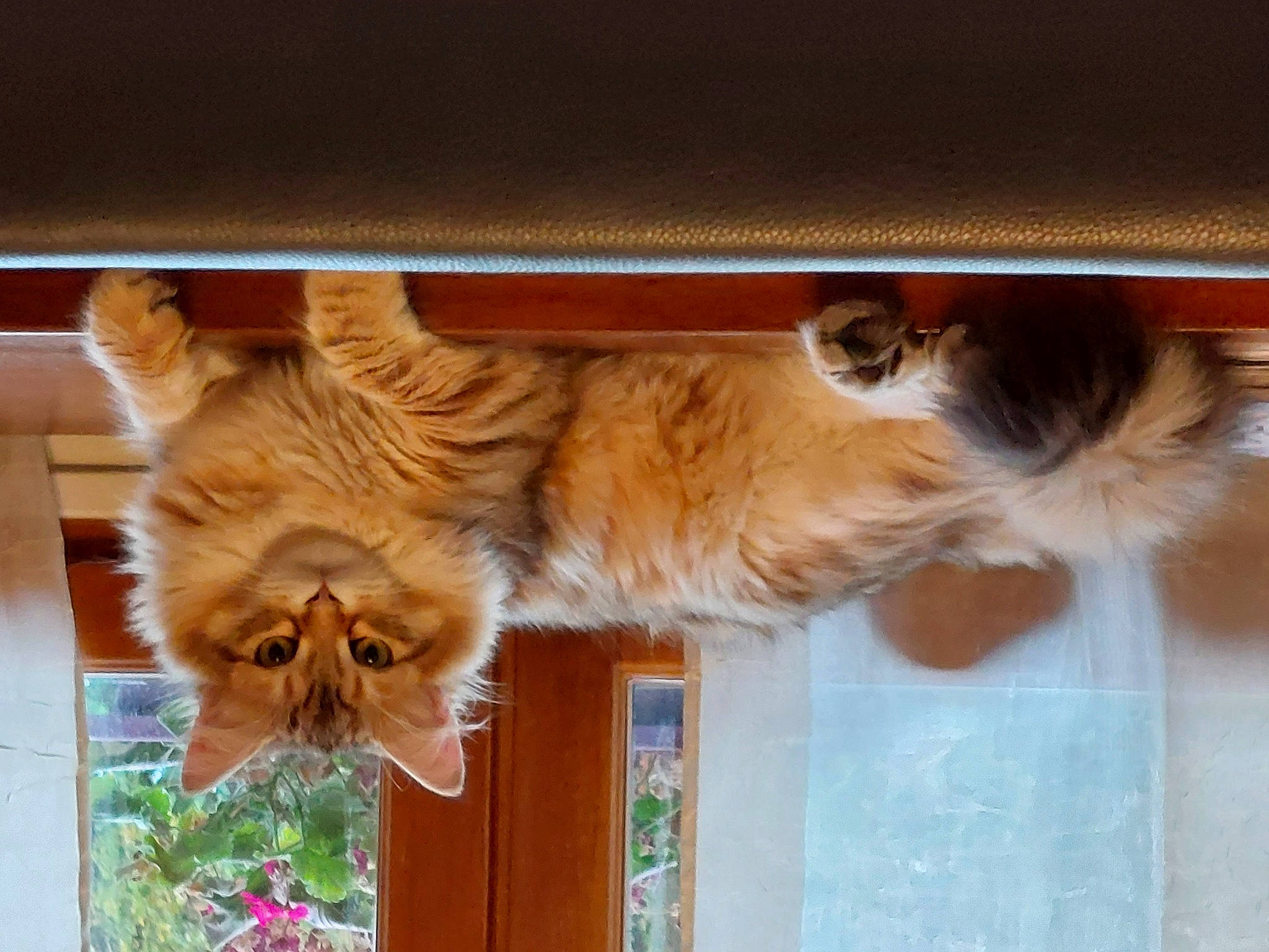 Triskel a rejoint le concours — aidez-le/la à gagner de superbes lots ! brown, canidae, carnivore, cat, companion_dog, dog_breed, fawn, felidae, flower, fur, hardwood, liver, paw, plant, small_to_medium_sized_cats, sporting_group, tail, whiskers, window, wood