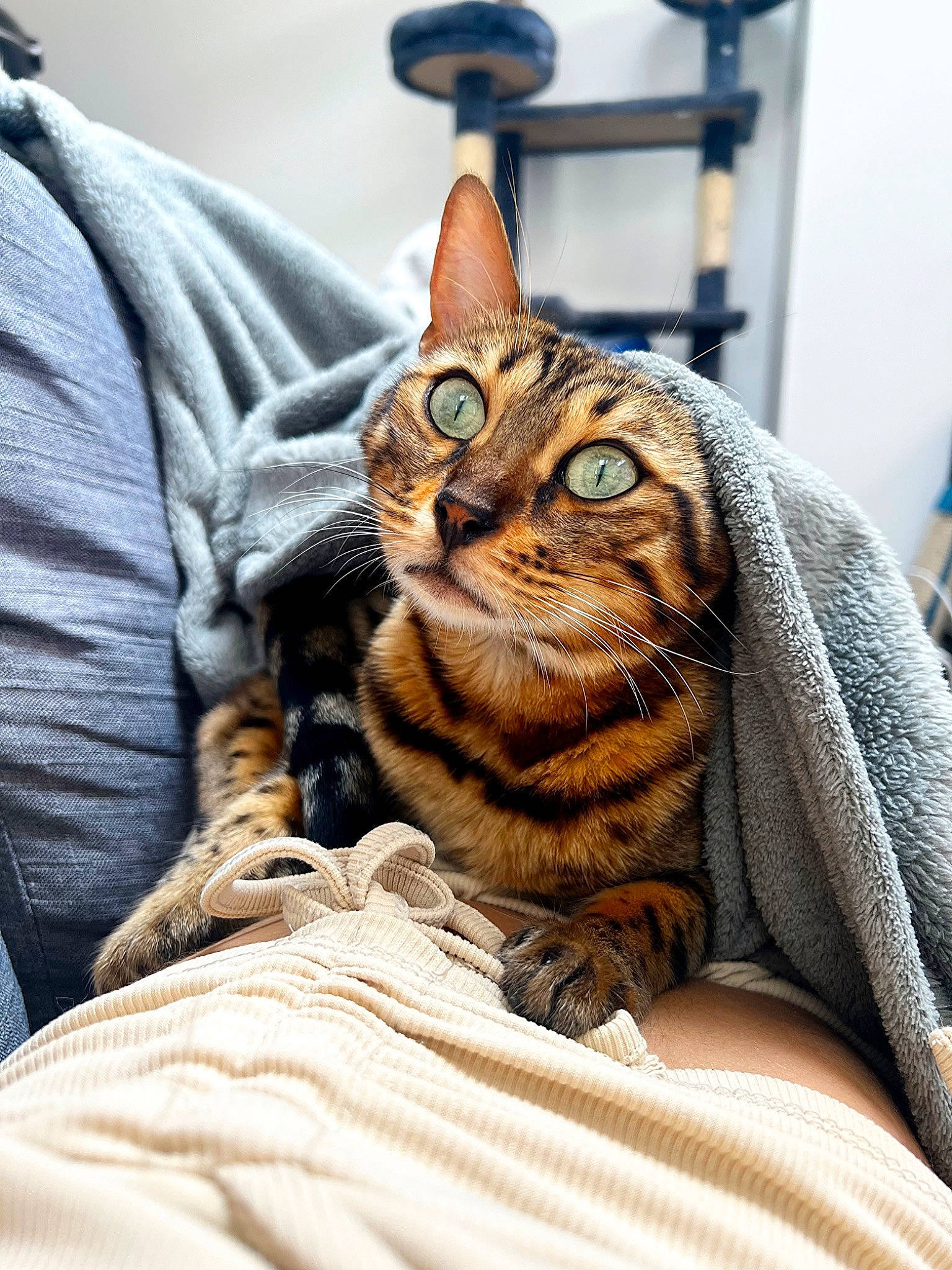 Sétia participe au concours pour gagner de l'argent avec cette photo : brown, carnivore, cat, comfort, domestic_short_haired_cat, fawn, felidae, fur, linens, small_to_medium_sized_cats, terrestrial_animal, whiskers, wildlife