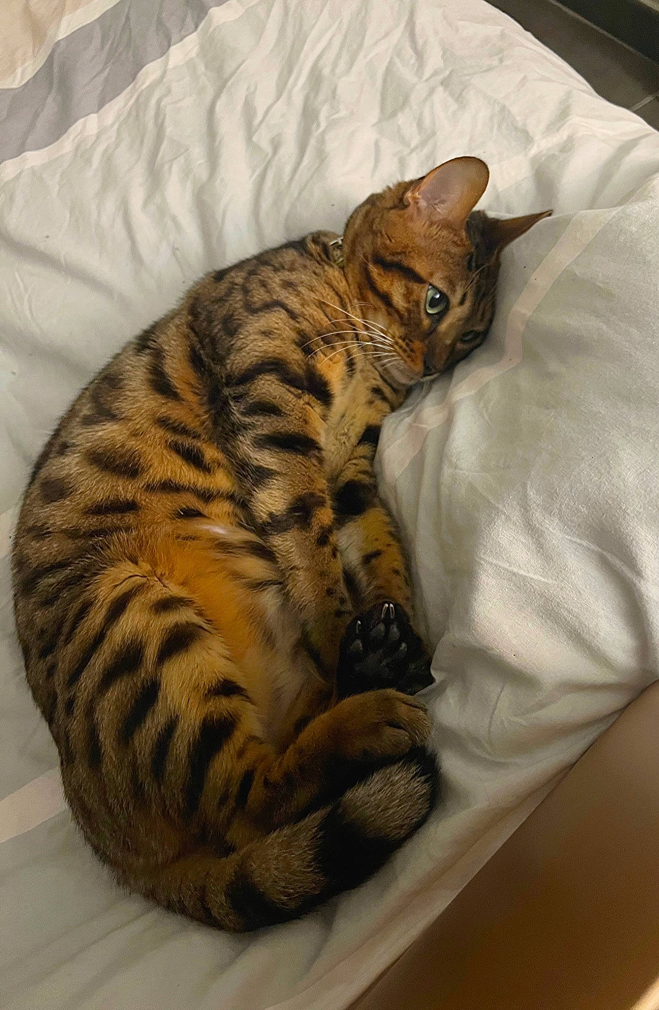 Sétia a rejoint le concours — aidez-le/la à gagner de superbes lots ! bed, carnivore, cat, cat_bed, cat_supply, comfort, domestic_short_haired_cat, fawn, felidae, fur, linens, nap, paw, small_to_medium_sized_cats, snout, terrestrial_animal, whiskers