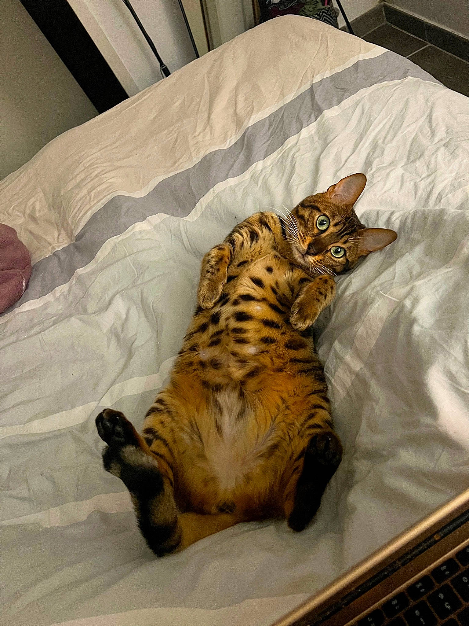 Sétia a rejoint le concours — aidez-le/la à gagner de superbes lots ! bed, bed_sheet, bedding, big_cats, carnivore, cat, comfort, domestic_short_haired_cat, felidae, fur, linens, nap, paw, room, small_to_medium_sized_cats, tail, terrestrial_animal, whiskers, wildlife, wood