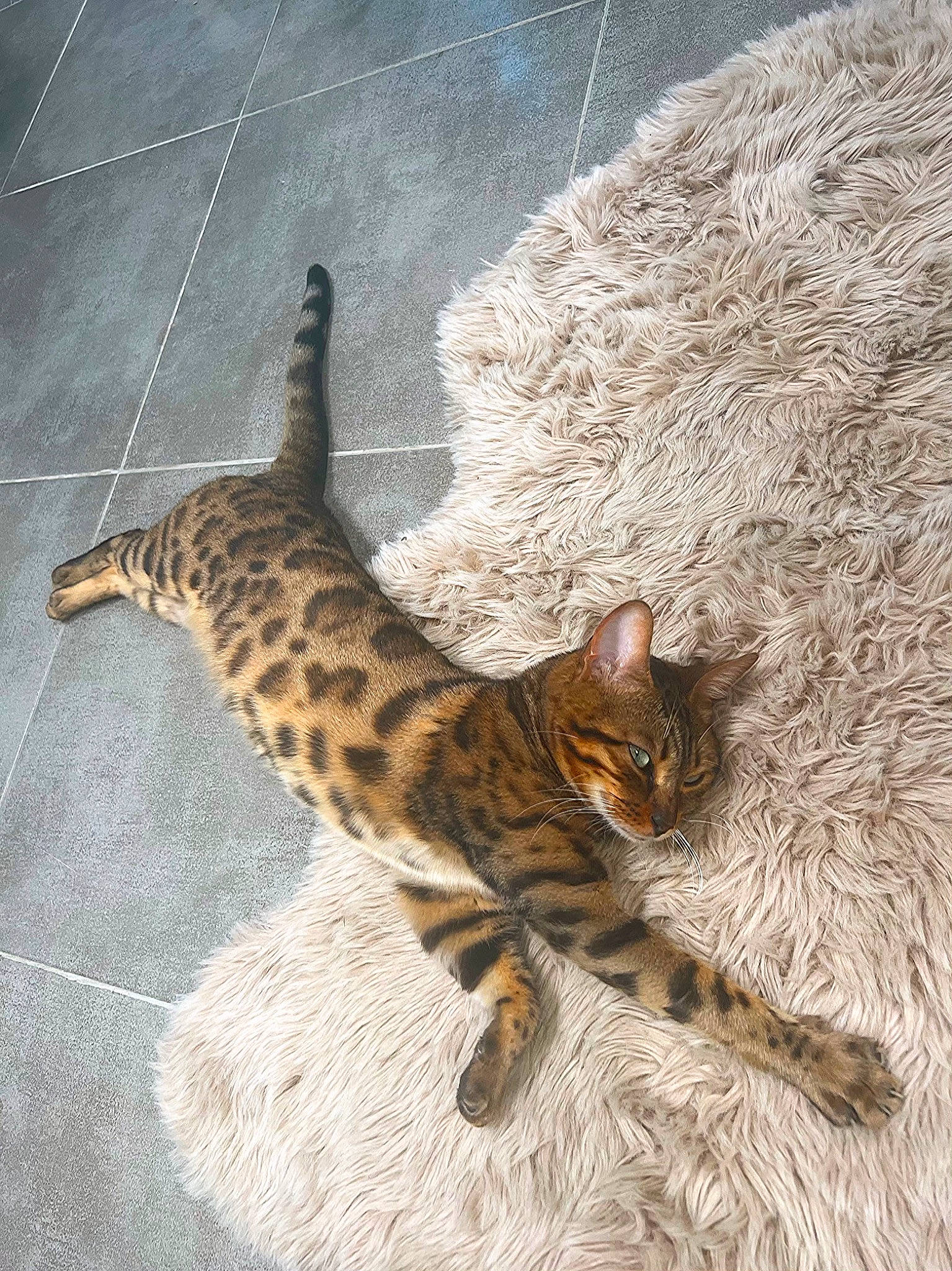 Sétia a rejoint le concours — aidez-le/la à gagner de superbes lots ! carnivore, cat, claw, domestic_short_haired_cat, eye, fawn, felidae, fur, paw, small_to_medium_sized_cats, snout, tail, terrestrial_animal, whiskers, wildlife, wood