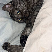 Joy participe au concours pour gagner de l'argent avec cette photo : cat, tabby, pet, feline, indoor, blanket, couch, resting, sleepy, cozy, fur, paw, whiskers, cute, animal, domestic, closeup, relaxation, comfortable, home