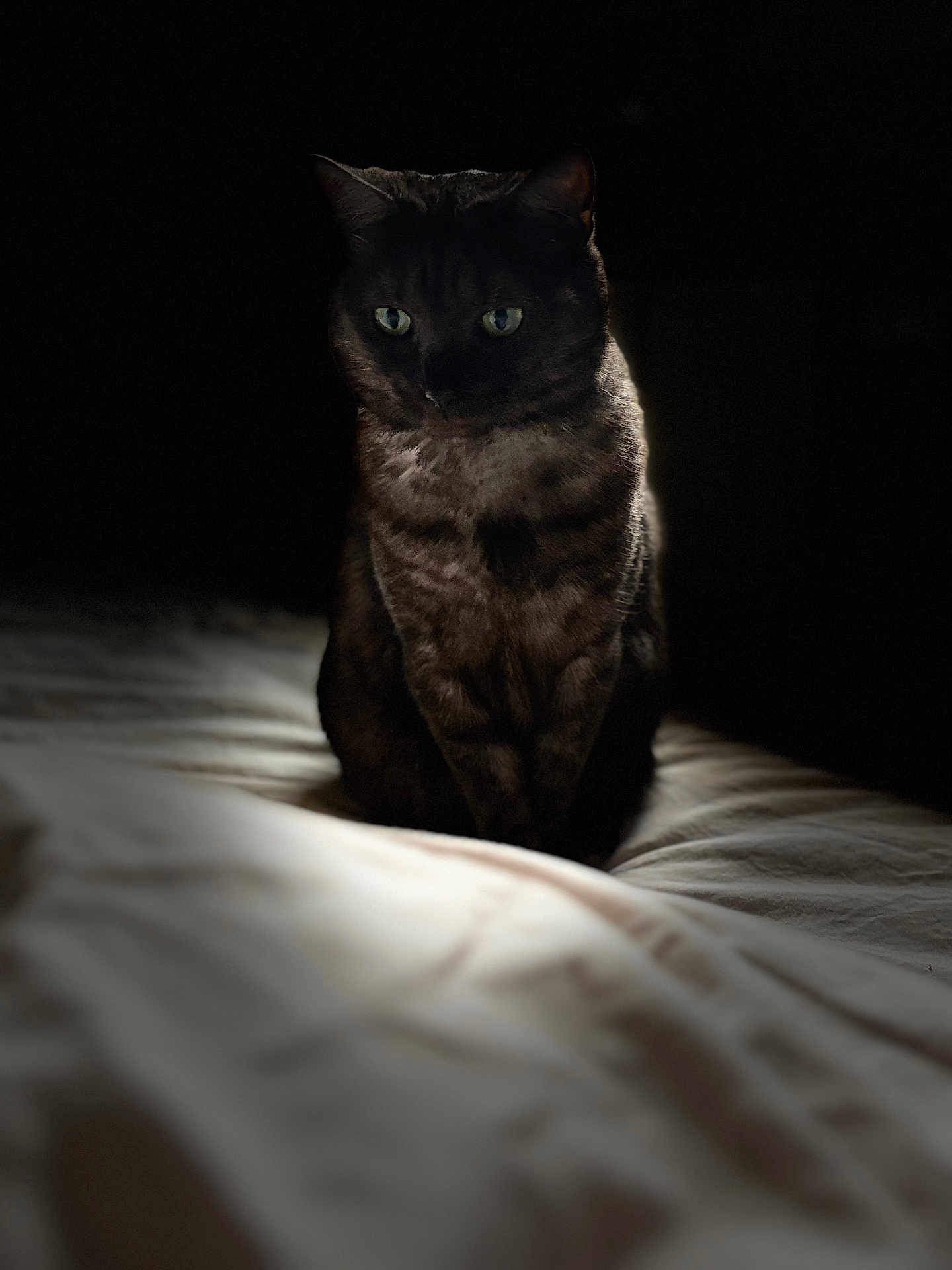 Joy participe au concours pour gagner de l'argent avec cette photo : cat, animal, pet, dark, bed, fur, eyes, sitting, soft_light, shadow, indoor, mystery, portrait, feline, striped, whiskers, alone, quiet, calm, focused