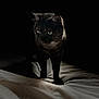 Joy participe au concours pour gagner de l'argent avec cette photo : cat, animal, pet, dark, shadow, bed, feline, night, eyes, soft_light, indoor, mysterious, alone, quiet, portrait, whiskers, fur, paws, black_background, focused