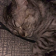 Luna participe au concours pour gagner de l'argent avec cette photo : cat, tabby, sleeping, cozy, paws, fur, whiskers, closed_eyes, cushion, patterned_fabric, indoor, resting, pet, animal, cute, relaxed, feline, nap, comfort, warm