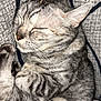 Luna a rejoint le concours — aidez-le/la à gagner de superbes lots ! cat, tabby, sleeping, curled_up, fur, whiskers, paw, pet, domestic_animal, close_up, sleep, resting, animal, cute, cozy, striped, feline, soft, relaxed, indoors