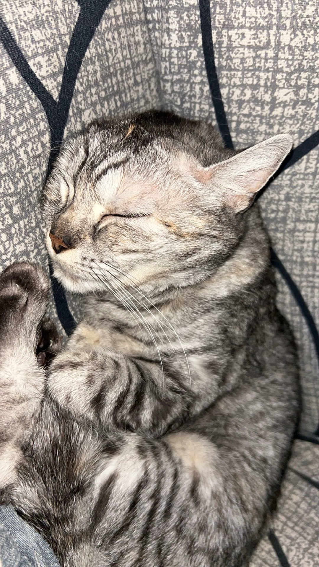 Luna a rejoint le concours — aidez-le/la à gagner de superbes lots ! cat, tabby, sleeping, curled_up, fur, whiskers, paw, pet, domestic_animal, close_up, sleep, resting, animal, cute, cozy, striped, feline, soft, relaxed, indoors