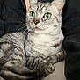 Luna a rejoint le concours — aidez-le/la à gagner de superbes lots ! cat, tabby_cat, green_eyes, pet, animal, feline, lap, person, black_jacket, beaded_necklace, indoor, resting, cute, whiskers, ears, fur, paw, portrait, companion, cozy