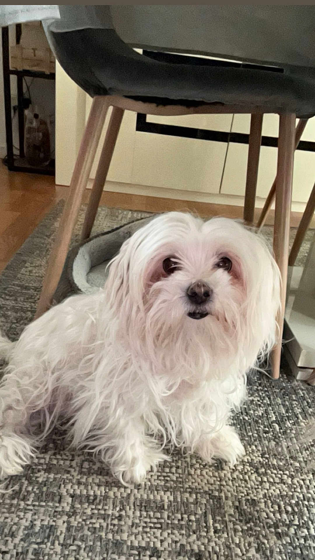 Jody a rejoint le concours — aidez-le/la à gagner de superbes lots ! dog, white_dog, fluffy, long_hair, pet, indoor, carpet, chair, furniture, cute, small_dog, curious, relaxed, domestic_animal, floor, living_room, animal, canine, companion, home