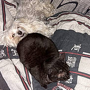 Jody a rejoint le concours — aidez-le/la à gagner de superbes lots ! dog, cat, blanket, bed, sleeping, fur, pet, indoor, cozy, animal, white_dog, black_cat, friendship, relaxing, companion, cute, resting, floor, pattern, domestic