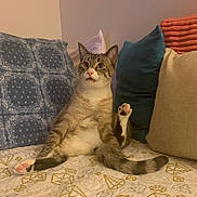 Royal is registered to the contest to win money with this photo: bedspread, beige_pillow, blue_pillow, cat, cute, domestic_cat, feline, indoor, orange_pillow, patterned_bedspread, pet, pillows, pink_paw_pads, raised_leg, relaxed, sitting, striped_tail, surprised_expression, tabby_fur, white_fur