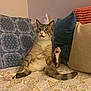 bedspread, beige_pillow, blue_pillow, cat, cute, domestic_cat, feline, indoor, orange_pillow, patterned_bedspread, pet, pillows, pink_paw_pads, raised_leg, relaxed, sitting, striped_tail, surprised_expression, tabby_fur, white_fur