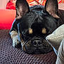 Laika joined the competition — help win amazing prizes! black, brown, closeup, couch, cozy, dog, ears, french_bulldog, human, indoor, nose, orange_clothing, patterned_fabric, paw, pet, relaxation, resting, sleeping, tan, texture