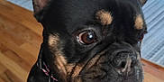 Laika is registered to the contest to win money with this photo: animal, black_fur, blanket, brown_eyes, close_up, companion, cozy, cute, dog, floral_pattern, french_bulldog, home, indoor, paws, pet, puppy, rug, tan_fur, white_chest, wooden_floor