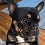 animal, black_fur, blanket, brown_eyes, close_up, companion, cozy, cute, dog, floral_pattern, french_bulldog, home, indoor, paws, pet, puppy, rug, tan_fur, white_chest, wooden_floor