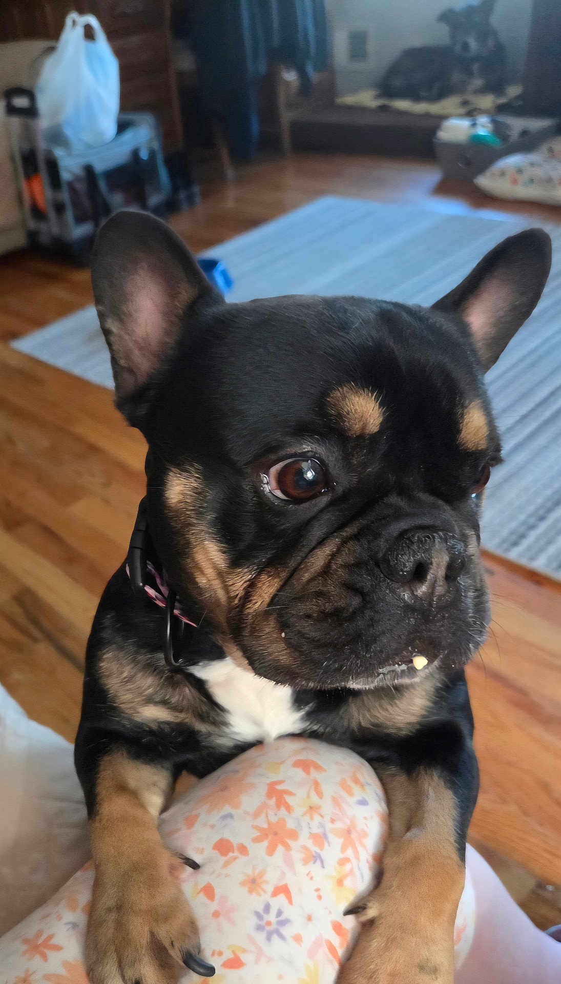Laika