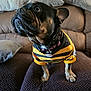 Laika is registered to the contest to win money with this photo: black_stripes, closeup, collar, couch, curious, dog, domestic_animal, ears, french_bulldog, fur, home, indoor, living_room, looking_up, paws, pet, pillows, small_dog, textured_cushion, yellow_jersey