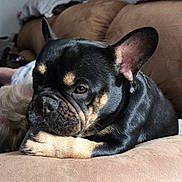 Laika is registered to the contest to win money with this photo: animal, black, brown, canine, closeup, companion, couch, cute, dog, domestic, ears, face, french_bulldog, fur, indoor, paw, pet, relaxing, resting, tan