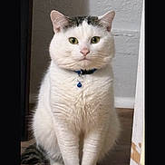 Leo is registered to the contest to win money with this photo: cat, white_cat, sitting, pet, collar, bell, indoor, fur, animal, cute, whiskers, ears, green_eyes, portrait, feline, domestic_animal, looking_at_camera, close_up, calm, soft