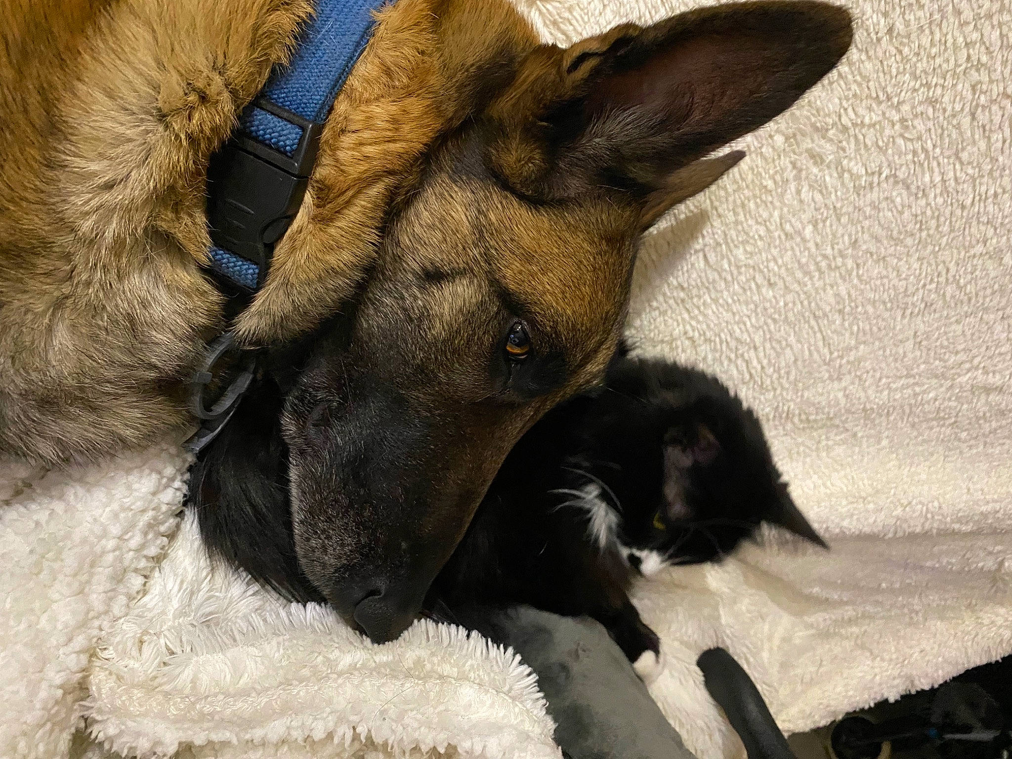 Fidjy participe au concours pour gagner de l'argent avec cette photo : canidae, carnivore, cat, claw, comfort, companion_dog, dog, dog_breed, ear, fawn, felidae, fur, nap, paw, snout, sporting_group, tail, terrestrial_animal, whiskers, working_animal