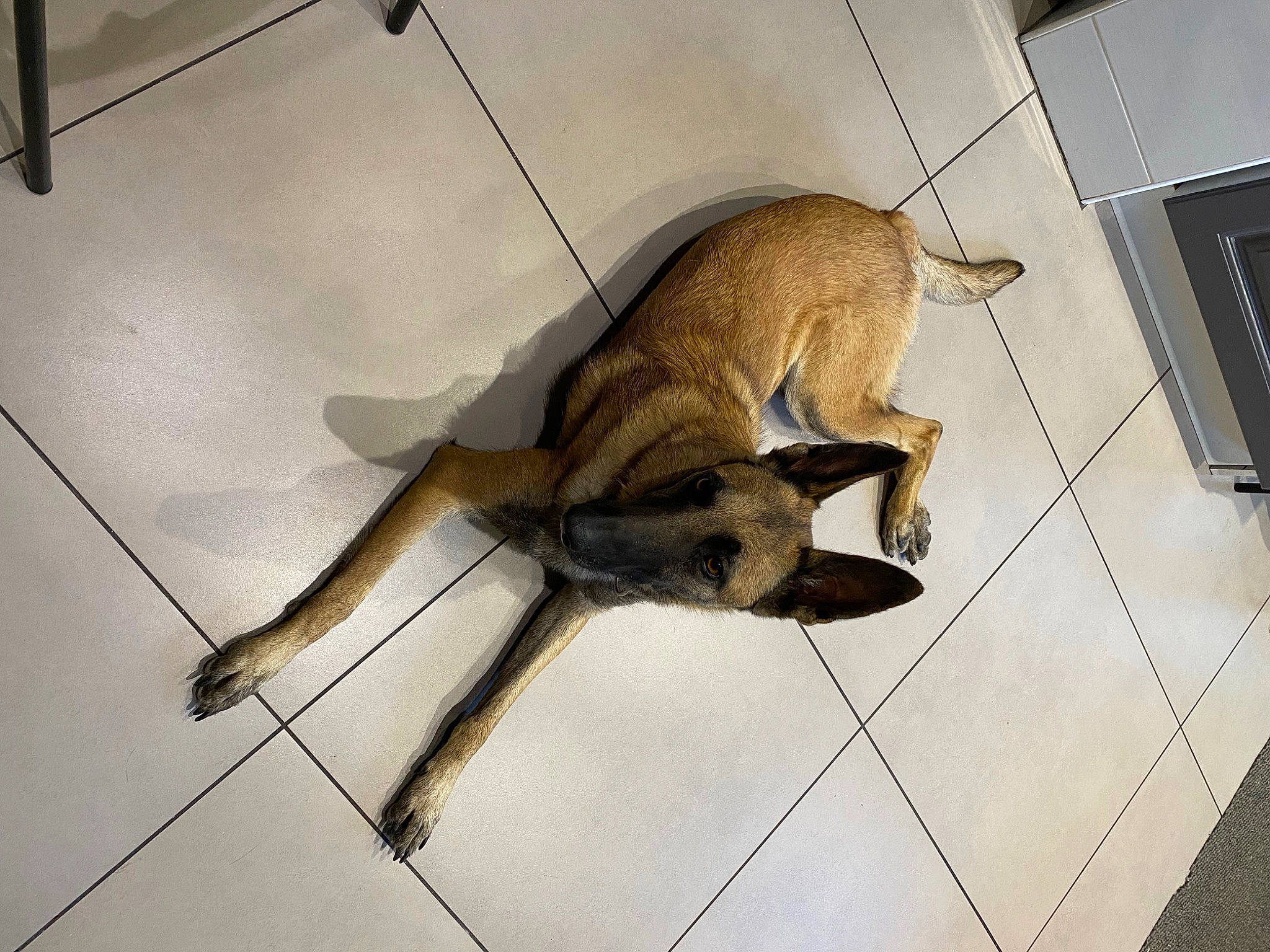 Fidjy participe au concours pour gagner de l'argent avec cette photo : beige, carnivore, companion_dog, dog, dog_breed, fawn, felidae, floor, flooring, fur, line, pet_supply, shadow, small_to_medium_sized_cats, snout, sporting_group, tail, terrestrial_animal, tile, working_animal