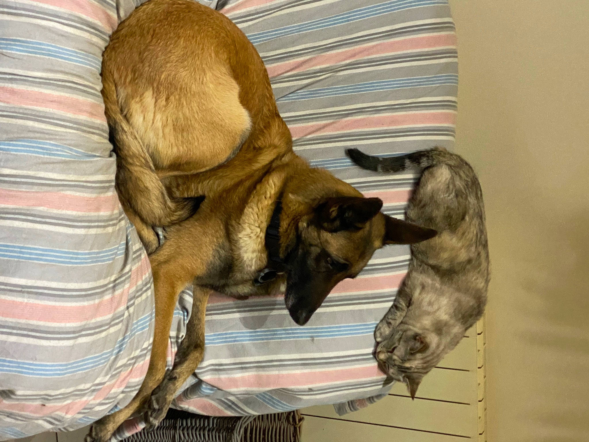 Fidjy a rejoint le concours — aidez-le/la à gagner de superbes lots ! canidae, carnivore, comfort, companion_dog, dog, dog_breed, fawn, flooring, fur, liver, snout, sporting_group, tail, wood, working_animal