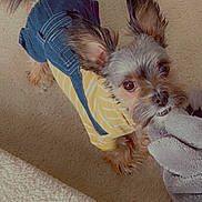 Bishop is registered to the contest to win money with this photo: small_dog, dog, pet, clothing, yellow_shirt, denim_overalls, blanket, carpet, indoor, playful, cute, ears, fur, expression, toy, home, animal, tugging, looking_up, mammal