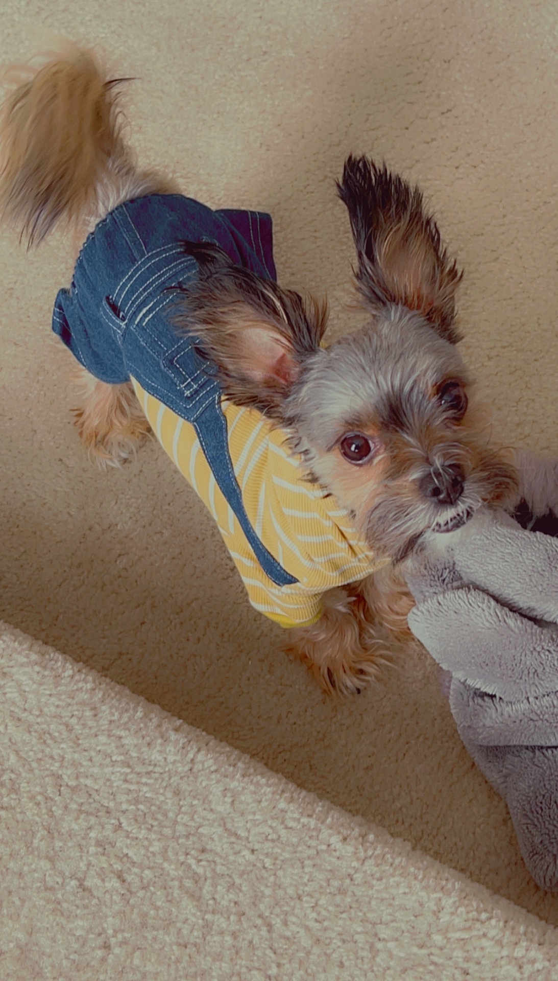 Bishop is registered to the contest to win money with this photo: small_dog, dog, pet, clothing, yellow_shirt, denim_overalls, blanket, carpet, indoor, playful, cute, ears, fur, expression, toy, home, animal, tugging, looking_up, mammal