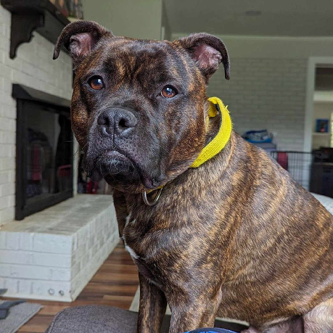 Capone is registered to the contest to win money with this photo: animal, architecture, boxer, building, bulldog, canine, cushion, dog, frenchbulldog, furniture, gun, homedecor, indoors, interiordesign, livingroom, pet, pitbull, plant, pottedplant, weapon
