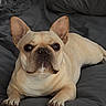 french_bulldog, dog, pet, bed, pillow, indoor, resting, looking_at_camera, animal, canine, cute, domestic, fur, ears, snout, sleeping_area, comfort, relaxed, mammal, companion