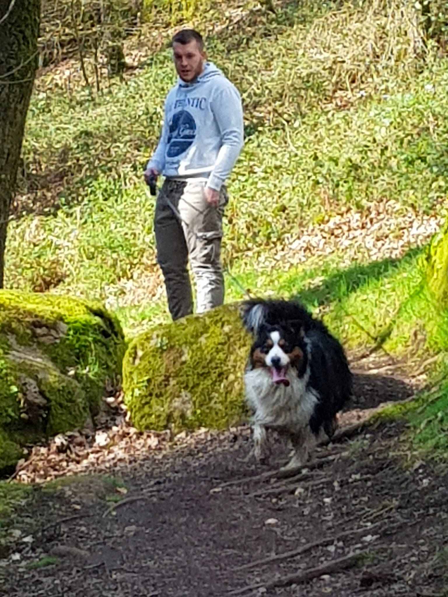 Gamin a rejoint le concours — aidez-le/la à gagner de superbes lots ! adventure, australian_shepherd, border_collie, canidae, carnivore, companion_dog, dog, dog_breed, dog_hiking, dog_walking, hiking, japanese_chin, person, recreation, sporting_group, stabyhoun, trail, tree, walking