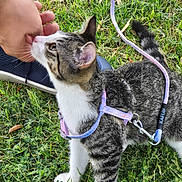 Lina is registered to the contest to win money with this photo: cat, tabby_cat, white_cat, pet, animal, outdoor, grass, lawn, harness, leash, lavender, black_and_white, striped_fur, whiskers, pointed_ears, tail, person_hand, shoe, playful, curious