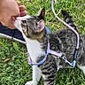 cat, tabby_cat, white_cat, pet, animal, outdoor, grass, lawn, harness, leash, lavender, black_and_white, striped_fur, whiskers, pointed_ears, tail, person_hand, shoe, playful, curious