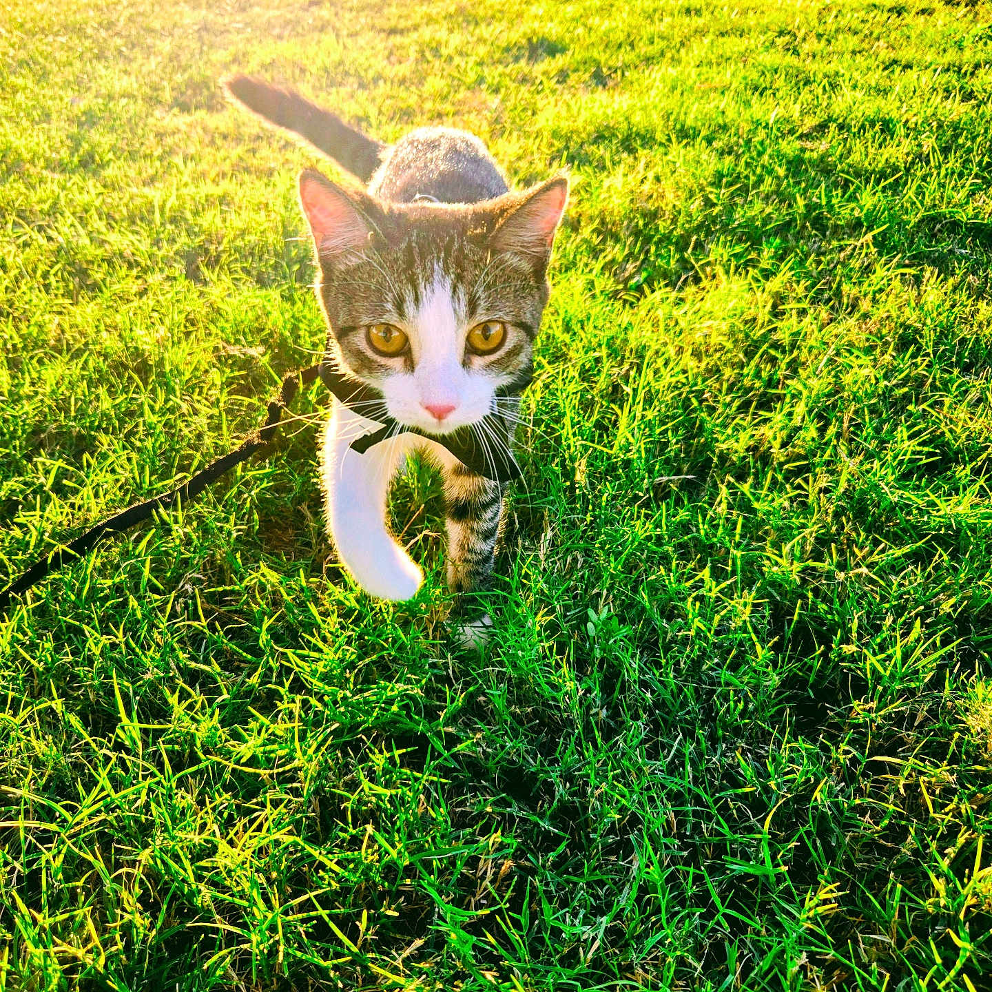 Lina joined the competition — help win amazing prizes! cat, kitten, animal, pet, grass, field, outdoor, sunset, sunlight, backlighting, greenery, nature, walking, standing, feline, whiskers, yellow_eyes, black_and_white, leash, portrait