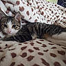 Lina joined the competition — help win amazing prizes! cat, kitten, tabby, white_fur, animal, pet, lying_down, sleeping, relaxed, wide_eyed, whiskers, ears, paws, blanket, fleece, patterned, indoors, cozy, portrait, cute