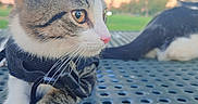 Lina is registered to the contest to win money with this photo: cat, cats, tabby, white_cat, pet, animal, feline, close_up, portrait, whiskers, blue_eyes, amber_eyes, pink_nose, ears, harness, collar, outdoor, chair, sunset, grass