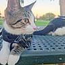 cat, cats, tabby, white_cat, pet, animal, feline, close_up, portrait, whiskers, blue_eyes, amber_eyes, pink_nose, ears, harness, collar, outdoor, chair, sunset, grass