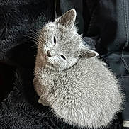 Ocean joined the competition — help win amazing prizes! animal, blanket, closeup, cozy, cute, cute_animal, feline, friendly, fur, gray, indoors, kitten, pet, portrait, resting, sleepy, small, soft, texture, young