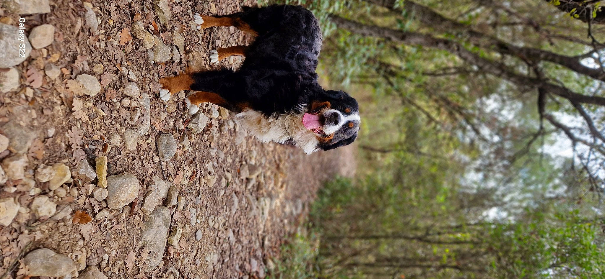 Malina a rejoint le concours — aidez-le/la à gagner de superbes lots ! adventure, australian_cattle_dog, canidae, carnivore, companion_dog, dog, dog_breed, fawn, grass, herding_dog, plant, recreation, soil, sporting_group, tail, tree, trunk, wildlife, wood, working_animal