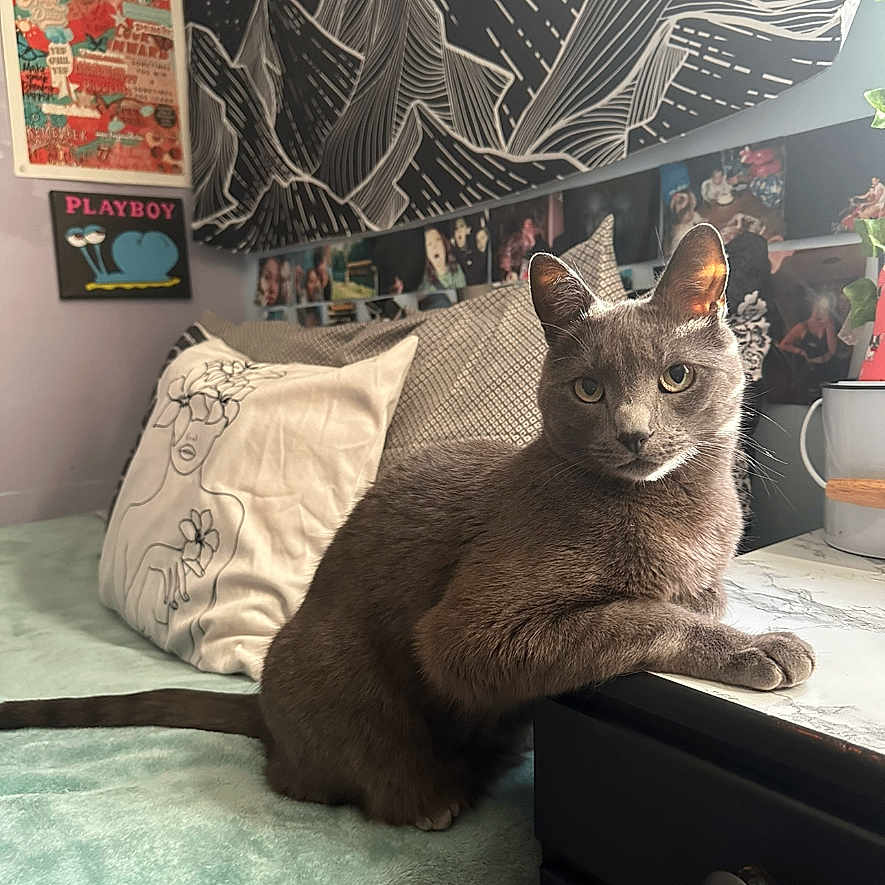 Smokey joined the competition — help win amazing prizes! abyssinian, animal, architecture, bed, bedroom, building, cat, couch, cushion, furniture, homedecor, indoors, interiordesign, kitten, linen, livingroom, manx, person, pet, room
