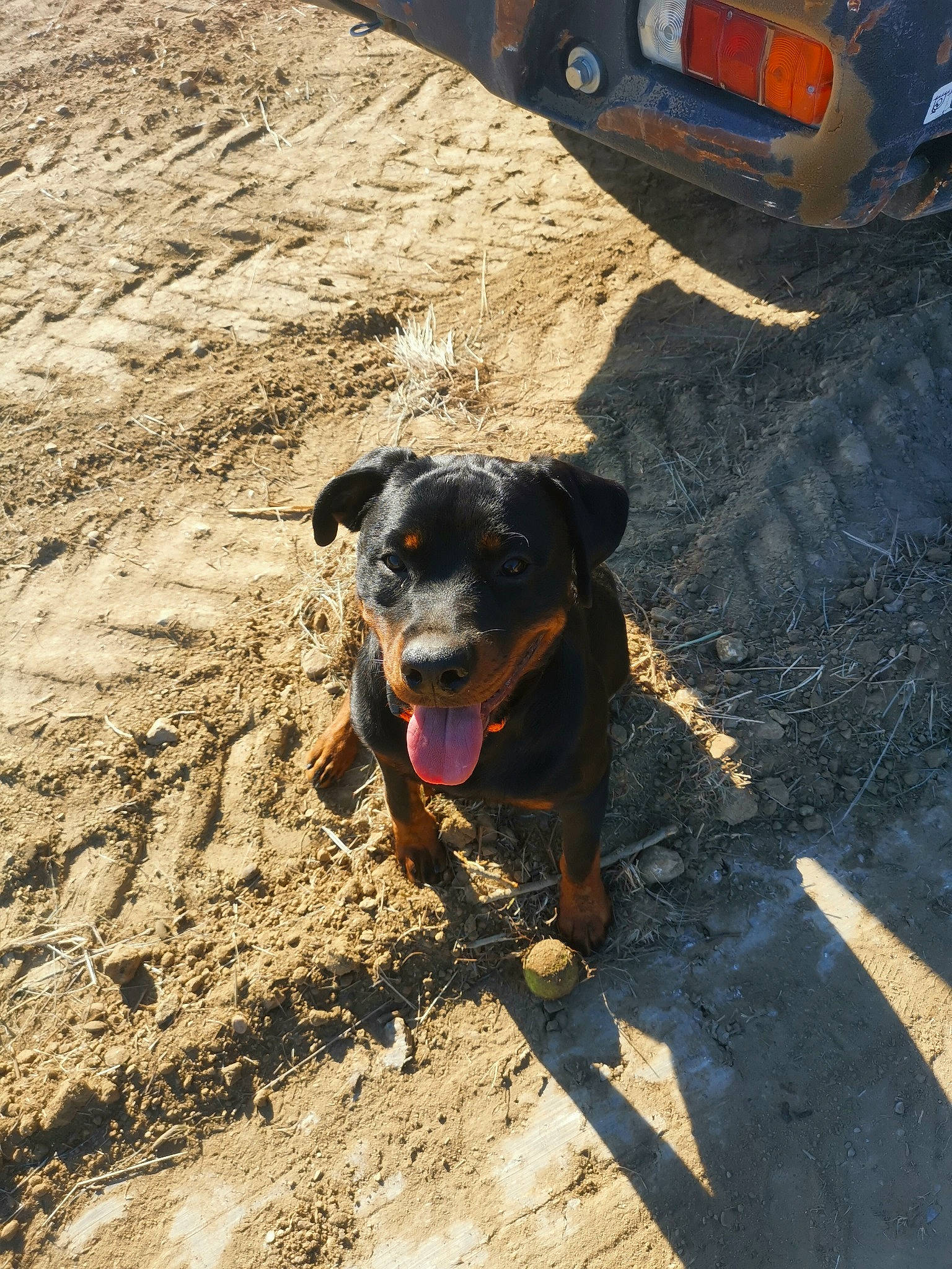 Archi a rejoint le concours — aidez-le/la à gagner de superbes lots ! asphalt, automotive_exterior, automotive_lighting, automotive_tire, carnivore, collar, dog, dog_breed, fawn, fender, leash, motor_vehicle, road_surface, sporting_group, tire, tread, vehicle, vehicle_registration_plate, wheel, working_animal