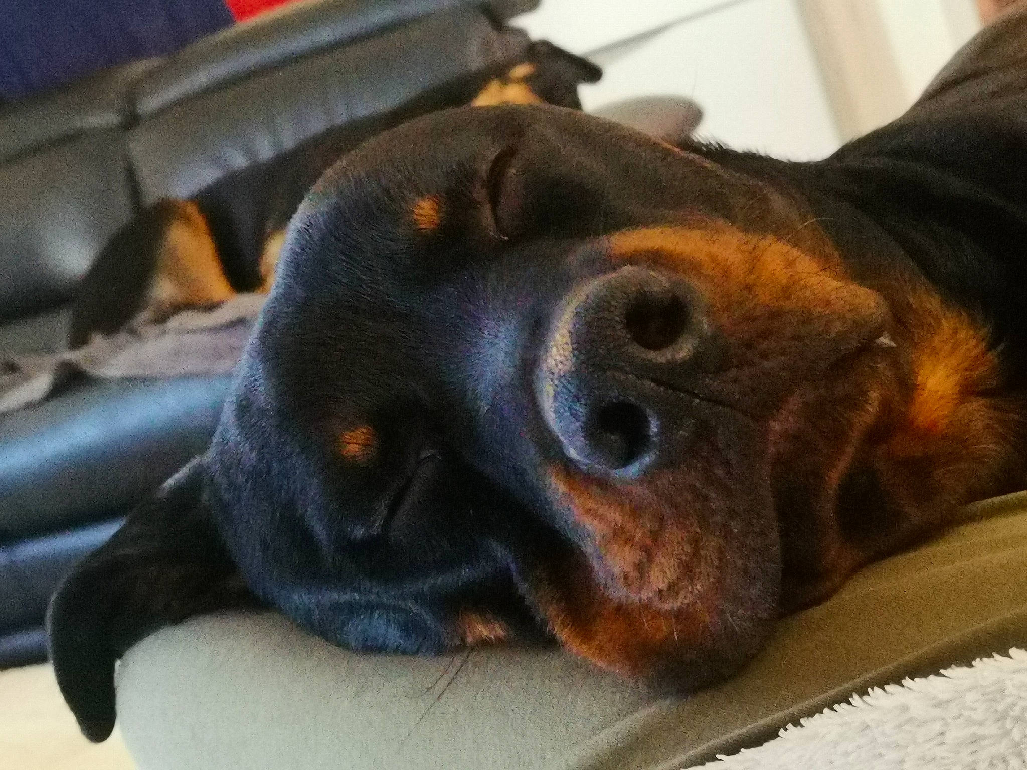 Archi participe au concours pour gagner de l'argent avec cette photo : canidae, carnivore, comfort, companion_dog, dog, dog_breed, ear, fawn, grey, guard_dog, head, hound, hunting_dog, liver, paw, scent_hound, sporting_group, whiskers, working_animal, working_dog