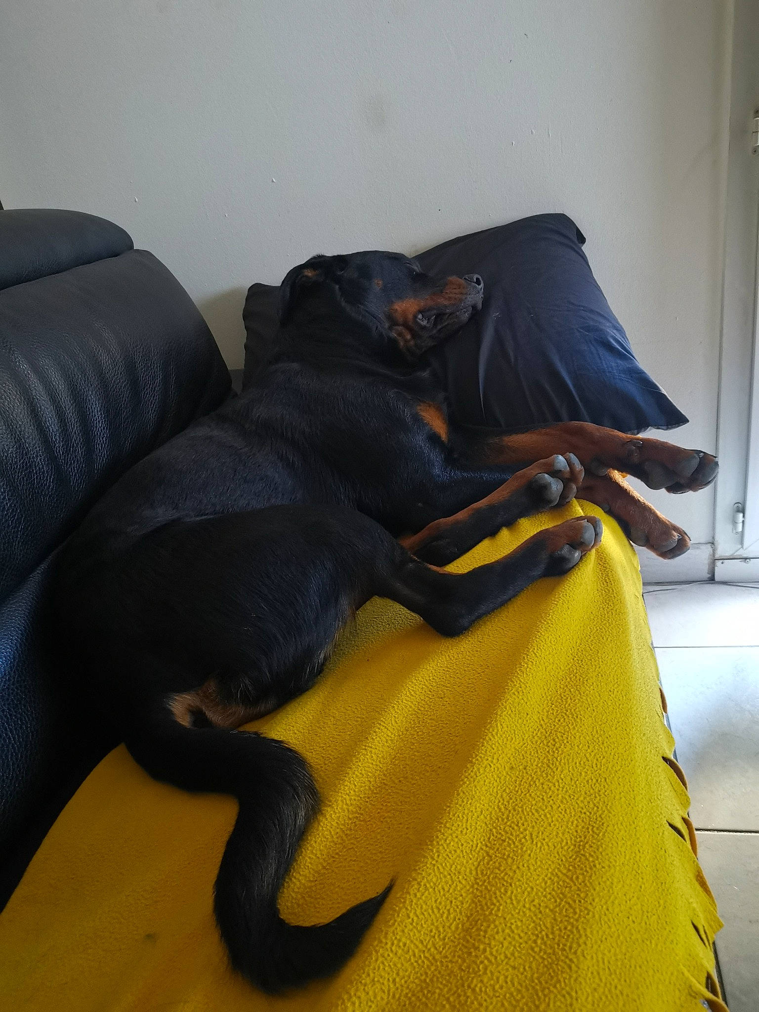 Archi a rejoint le concours — aidez-le/la à gagner de superbes lots ! bag, carnivore, comfort, companion_dog, couch, dog, dog_breed, fashion_design, floor, flooring, grey, hardwood, leg, linens, luggage_and_bags, sportswear, studio_couch, textile, wood, yellow