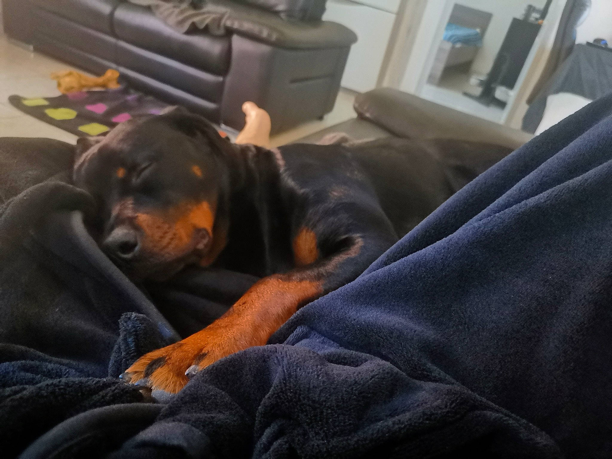 Archi participe au concours pour gagner de l'argent avec cette photo : carnivore, comfort, companion_dog, couch, dog, dog_breed, fur, guard_dog, rottweiler, working_dog