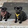 Huntley Fuji is registered to the contest to win money with this photo: animal, black_dog, close_up, companion, concrete, curious, cute, dog, friendly, harness, mat, outdoor, pet, pug, puppy, sitting, small_dog, step, two_puppies, young_animal