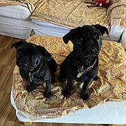 Huntley Fuji is registered to the contest to win money with this photo: animal, black_dog, collar, couch, cute, dog, ears, eyes, floor, fur, indoor, living_room, looking_up, ottoman, patterned_fabric, pet, pug, small_dog, two_dogs, wood_floor