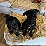animal, black_dog, collar, couch, cute, dog, ears, eyes, floor, fur, indoor, living_room, looking_up, ottoman, patterned_fabric, pet, pug, small_dog, two_dogs, wood_floor